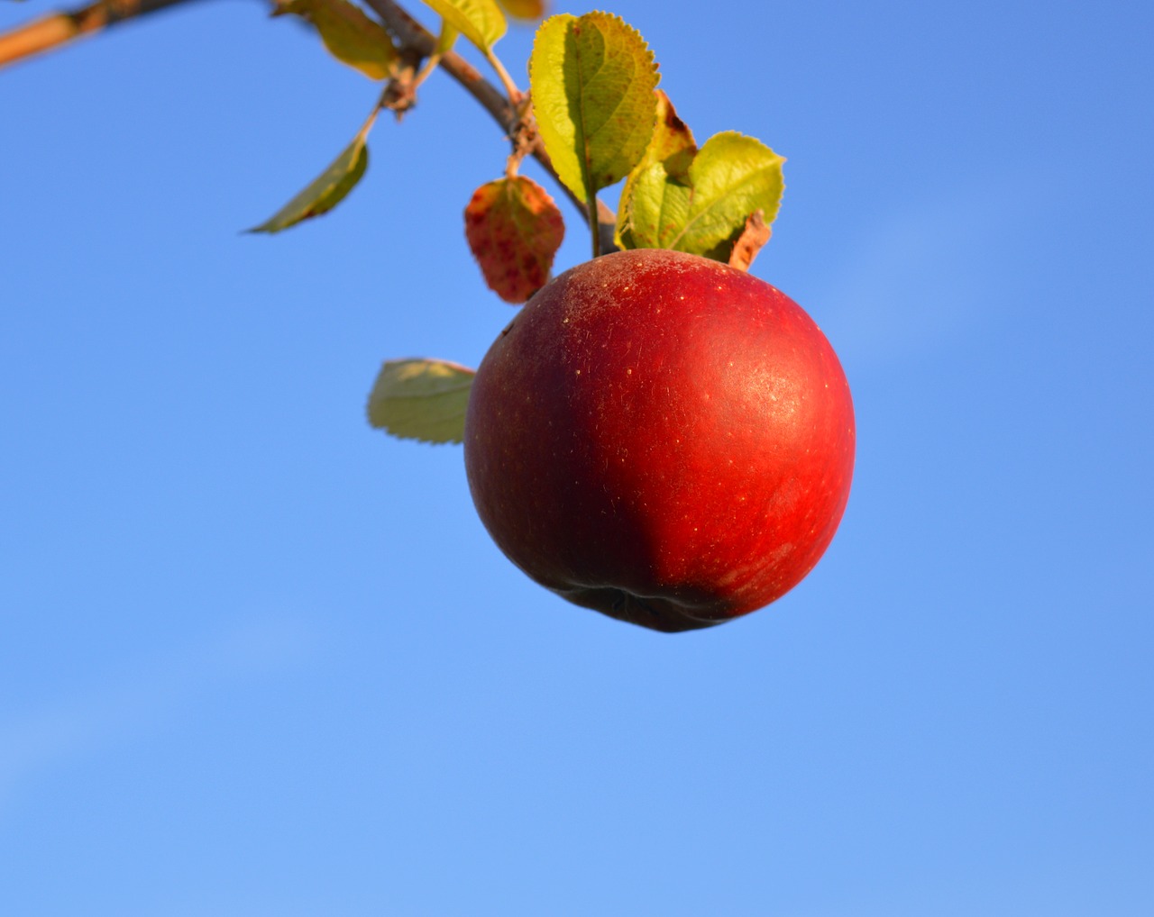 apple red red apple free photo