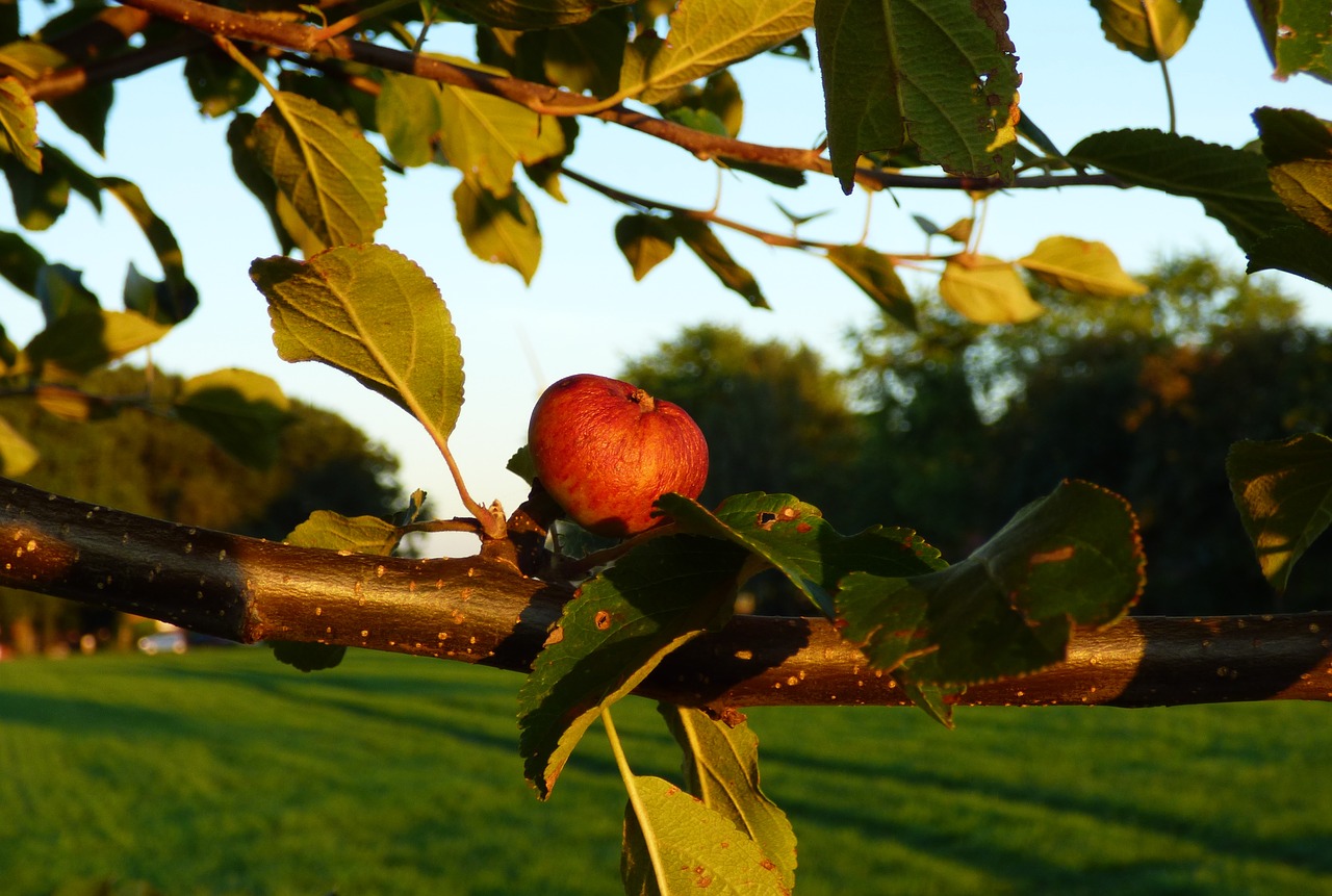 apple apple tree branch free photo