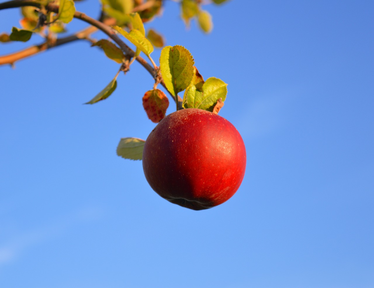 apple red red apple free photo