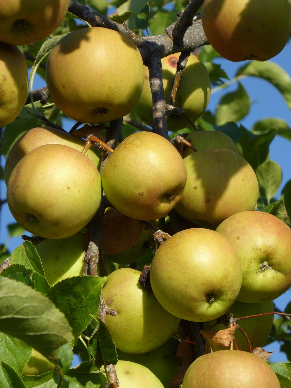 apple ripe tree free photo