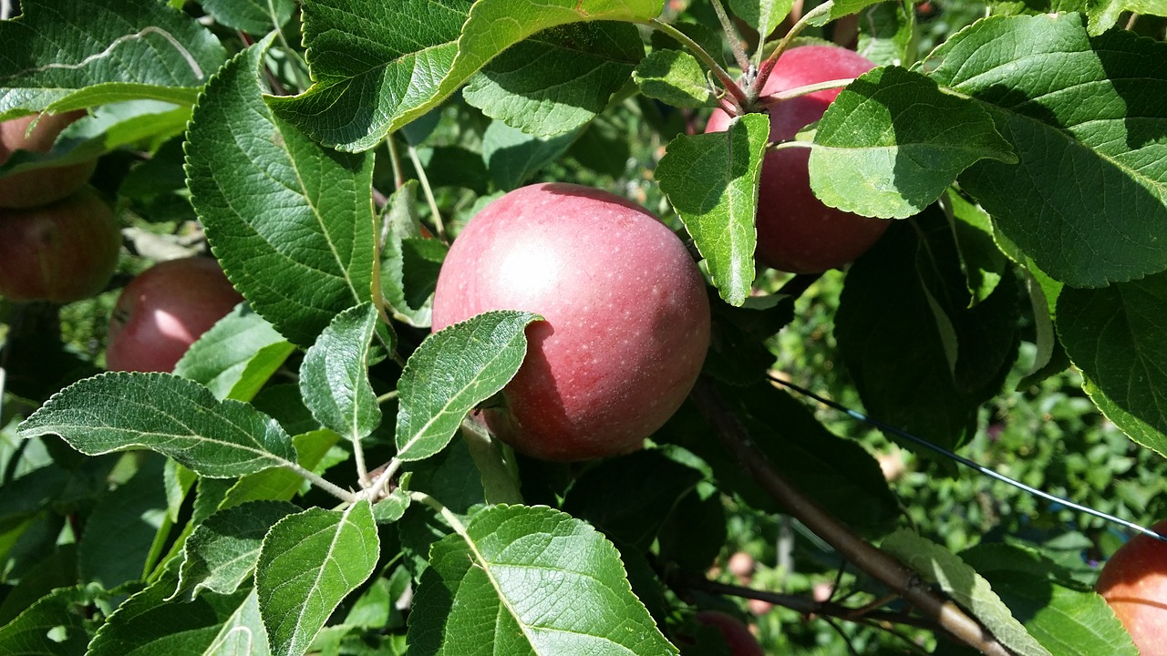 apple tree autumn free photo