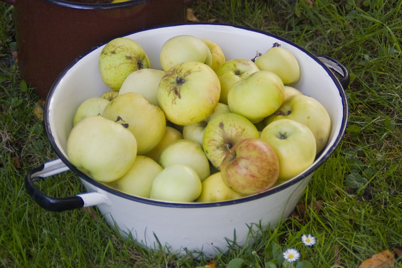 apple nature garden free photo