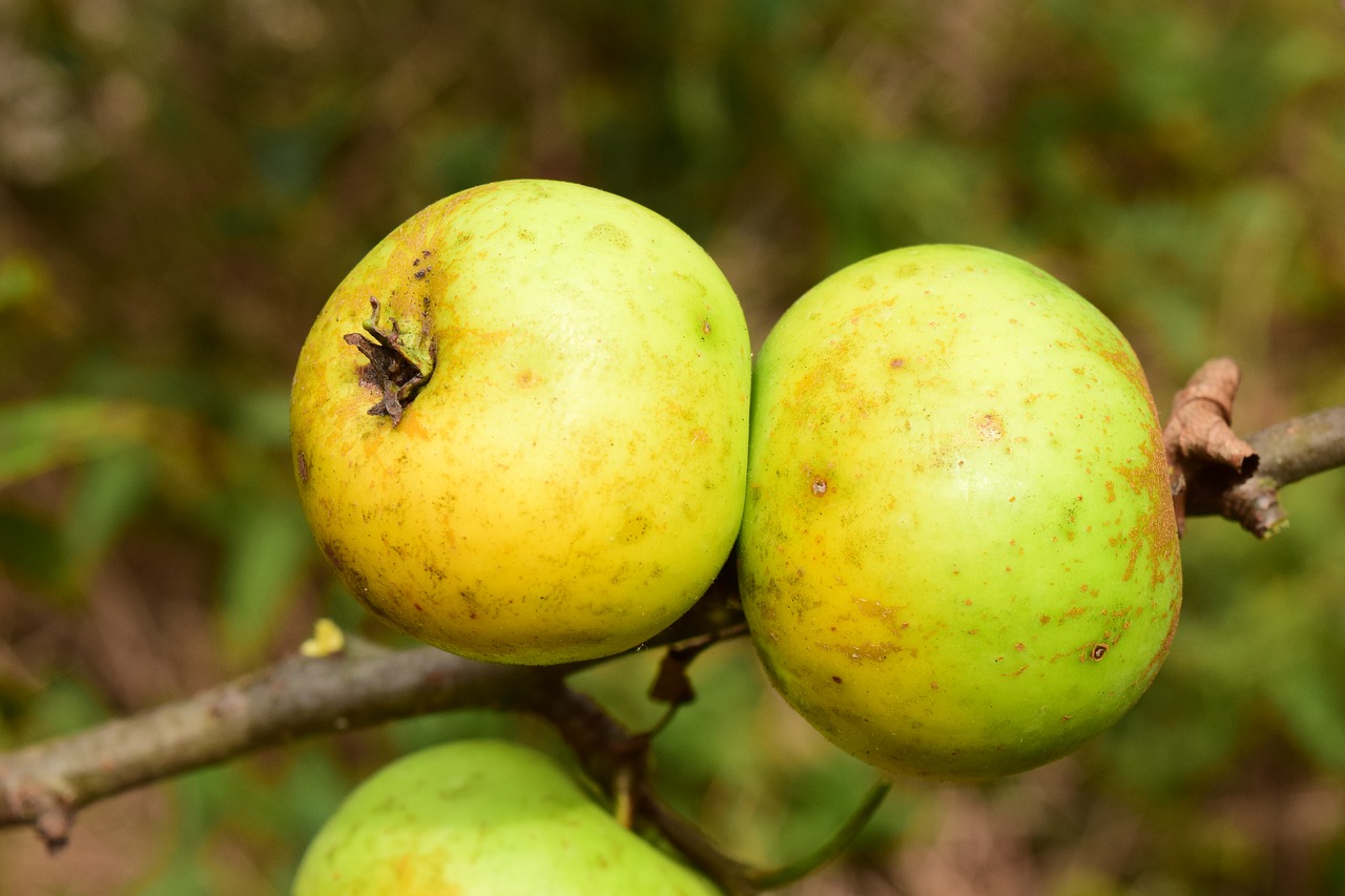 apple tree fruit free photo