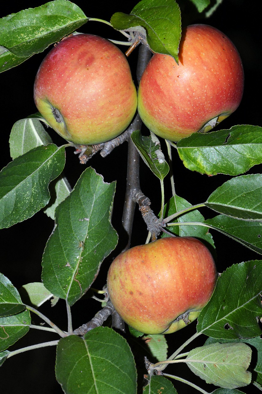 apple apple tree branch free photo