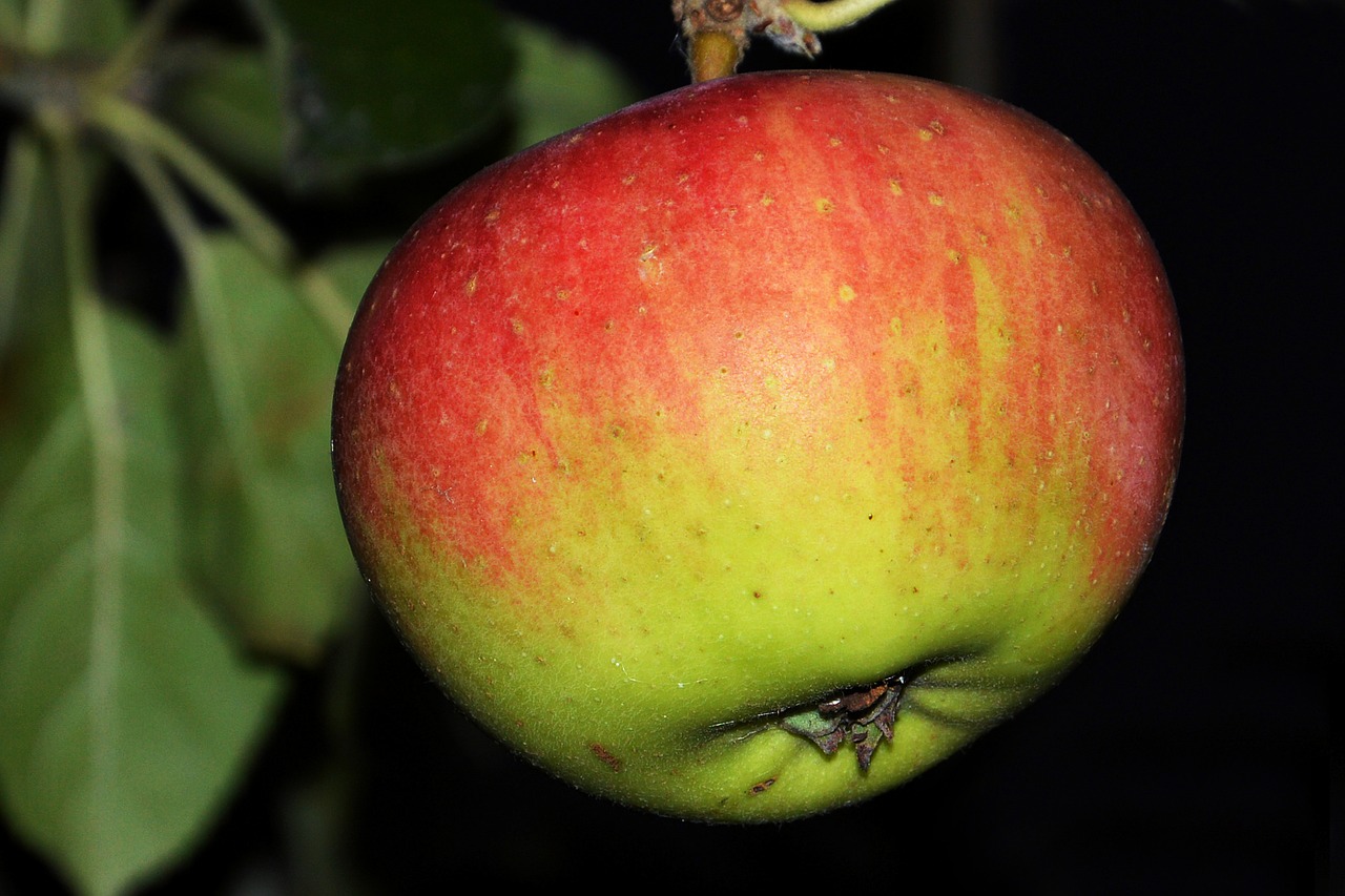 apple apple tree leaves free photo