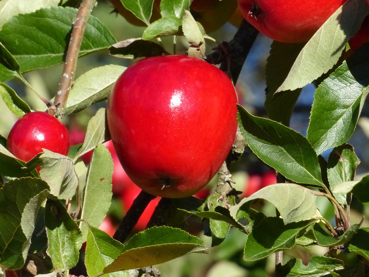 apple red autumn free photo