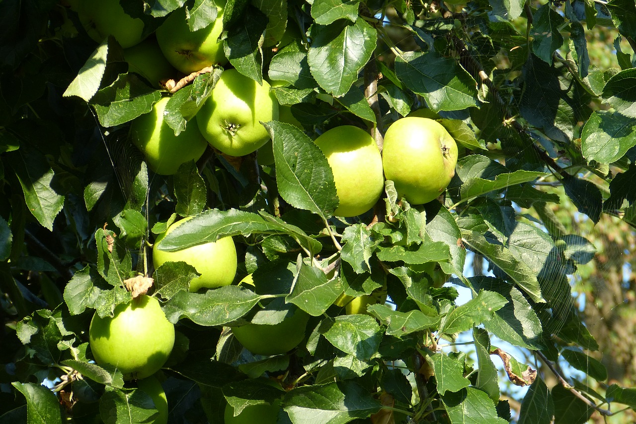 apple apple tree fruit free photo