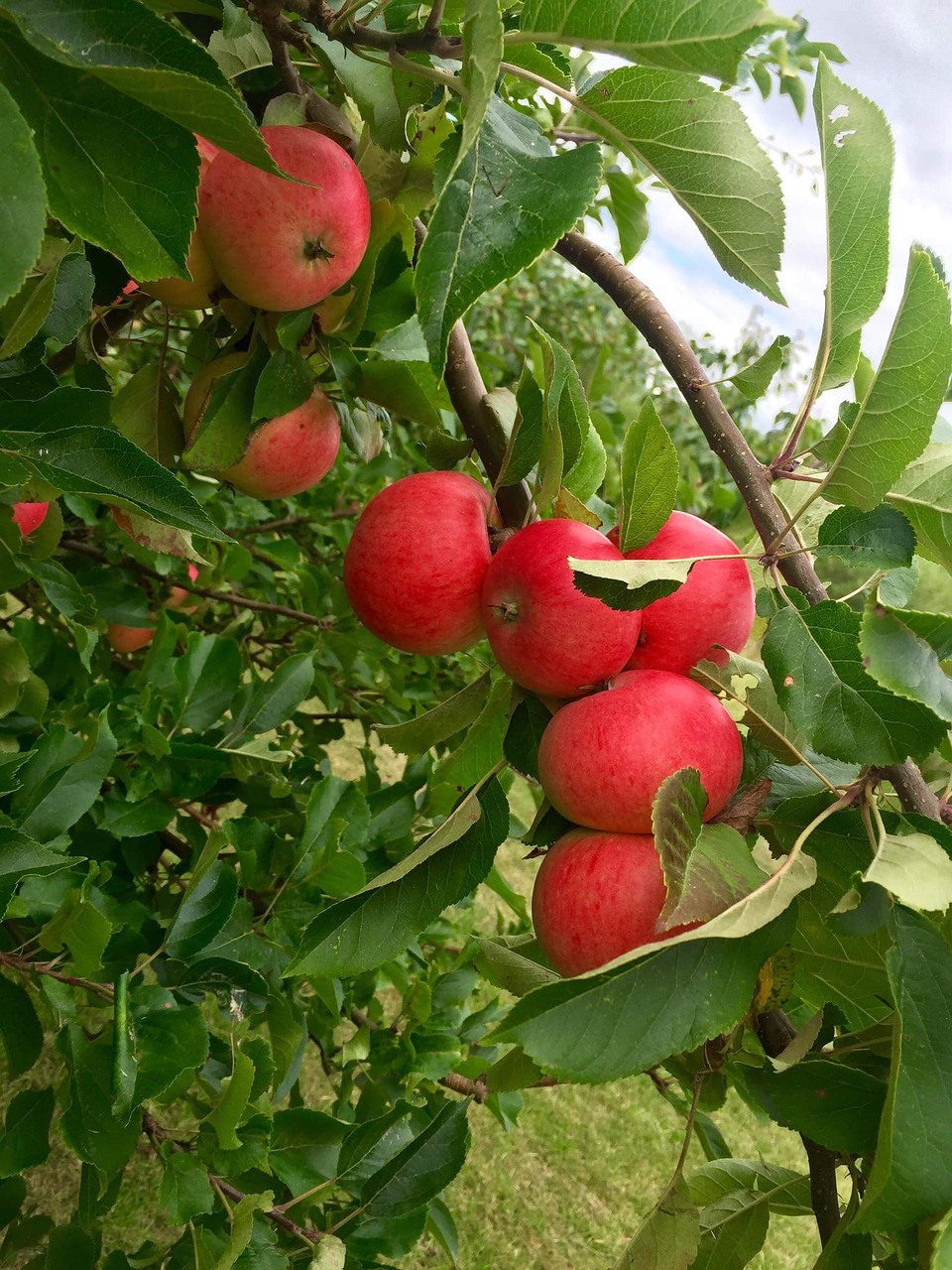 apple apple tree red apple free photo