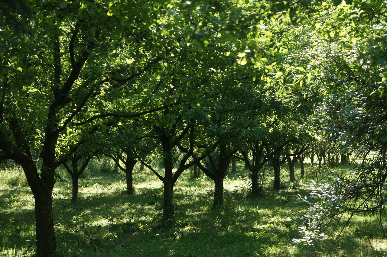 apple apple tree garden free photo