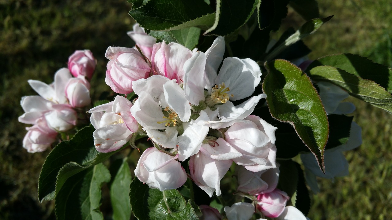 apple apple flowers bough free photo