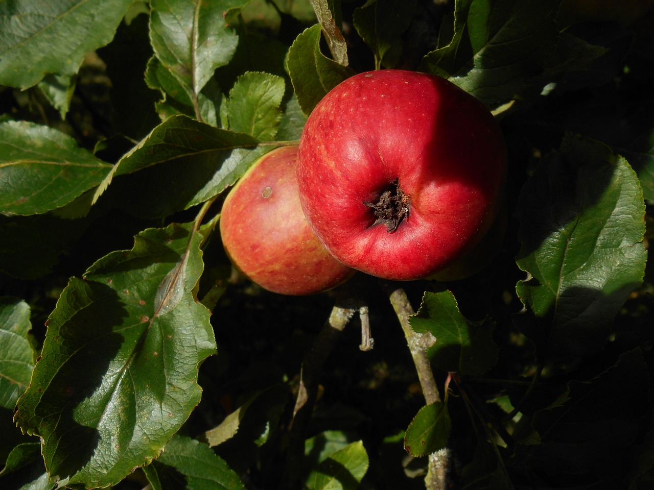 apple leaves tree free photo