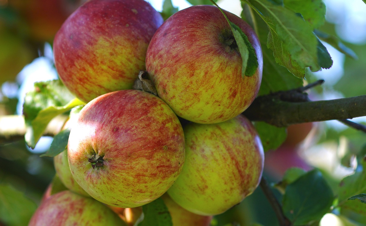 apple apple tree tree free photo