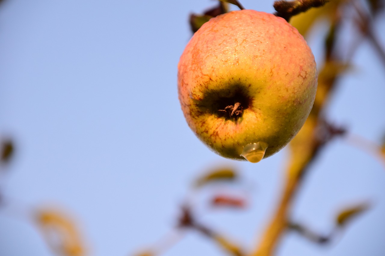 apple apple tree tree free photo