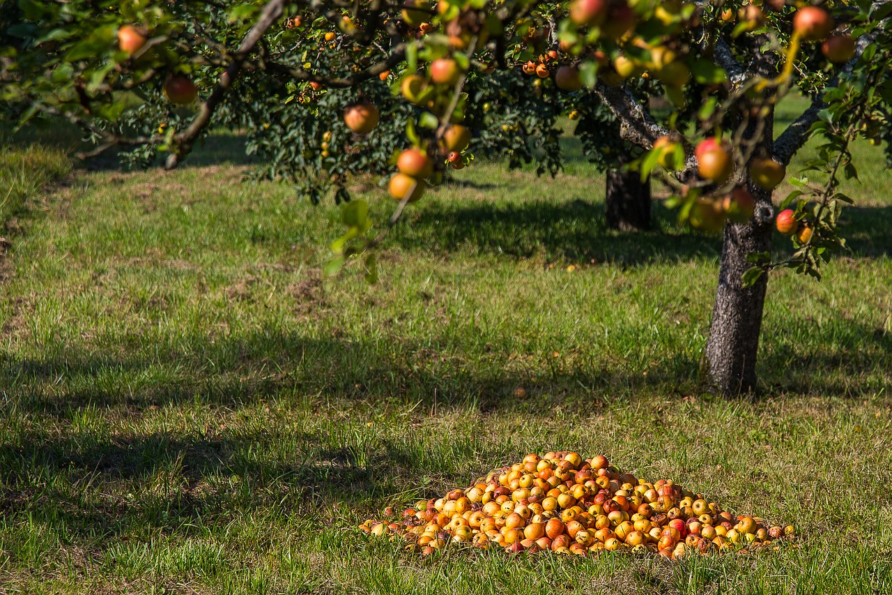 apple fruit windfall free photo