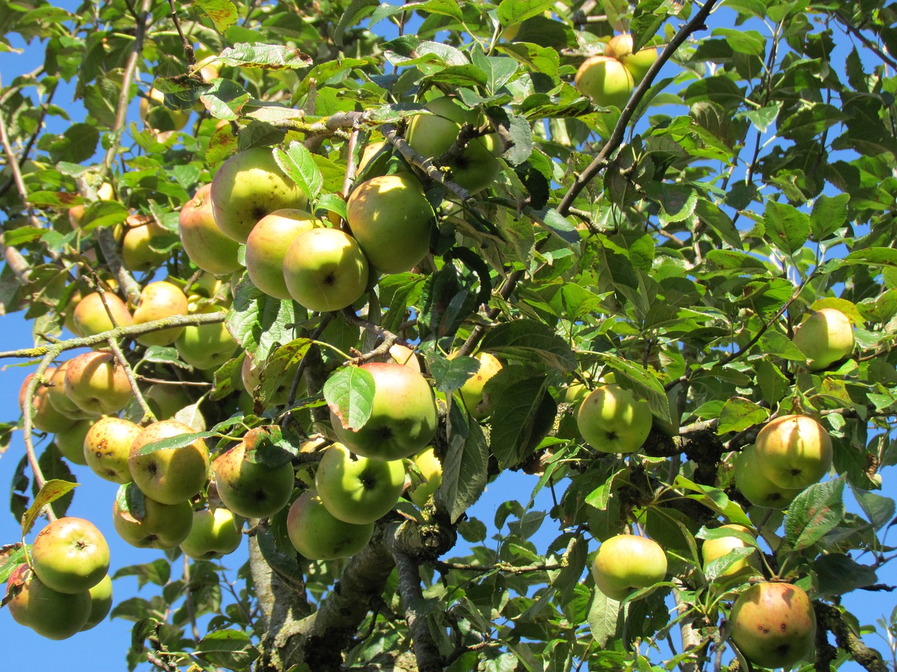 apple summer garden free photo