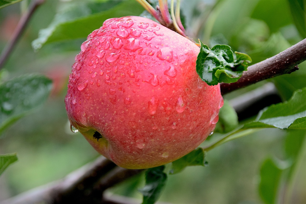 apple dew healthy free photo
