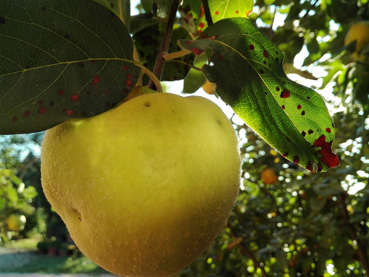 apple quince fruit free photo