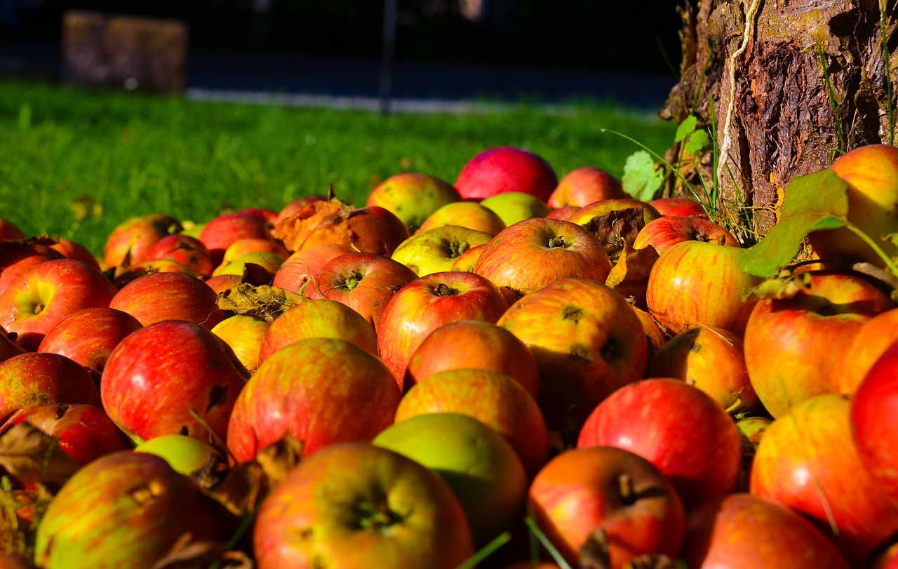 apple tree apple tree free photo