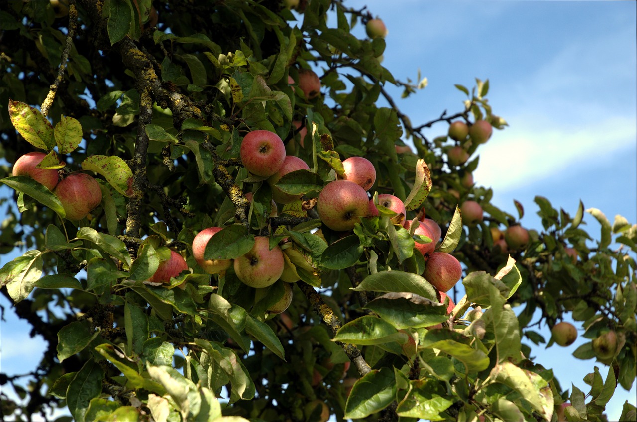 apple apple tree fruit free photo