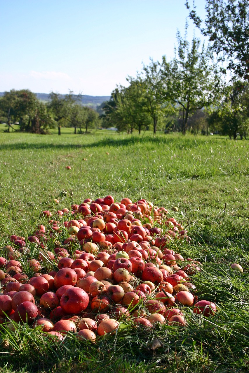 apple orchard windfall free photo