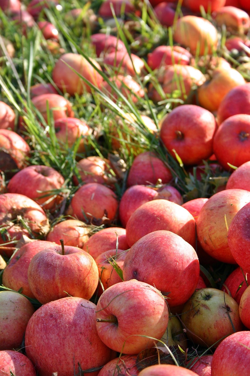 apple orchard windfall free photo