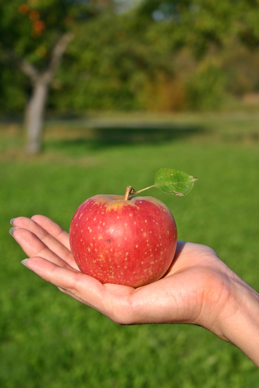 apple fruit ripe free photo