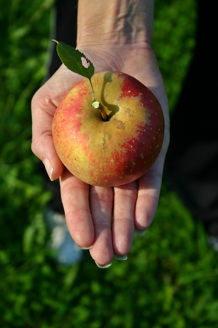 apple fruit ripe free photo