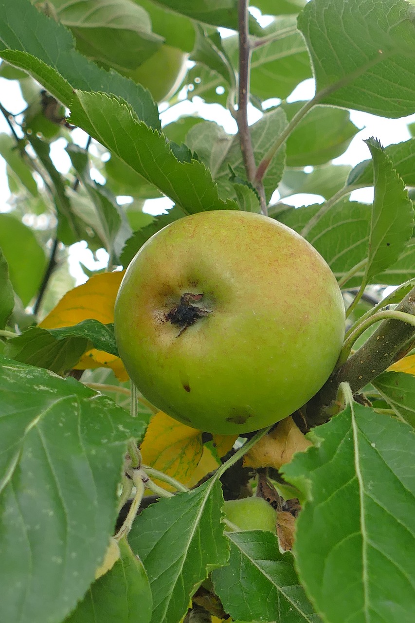 apple tree fruit free photo