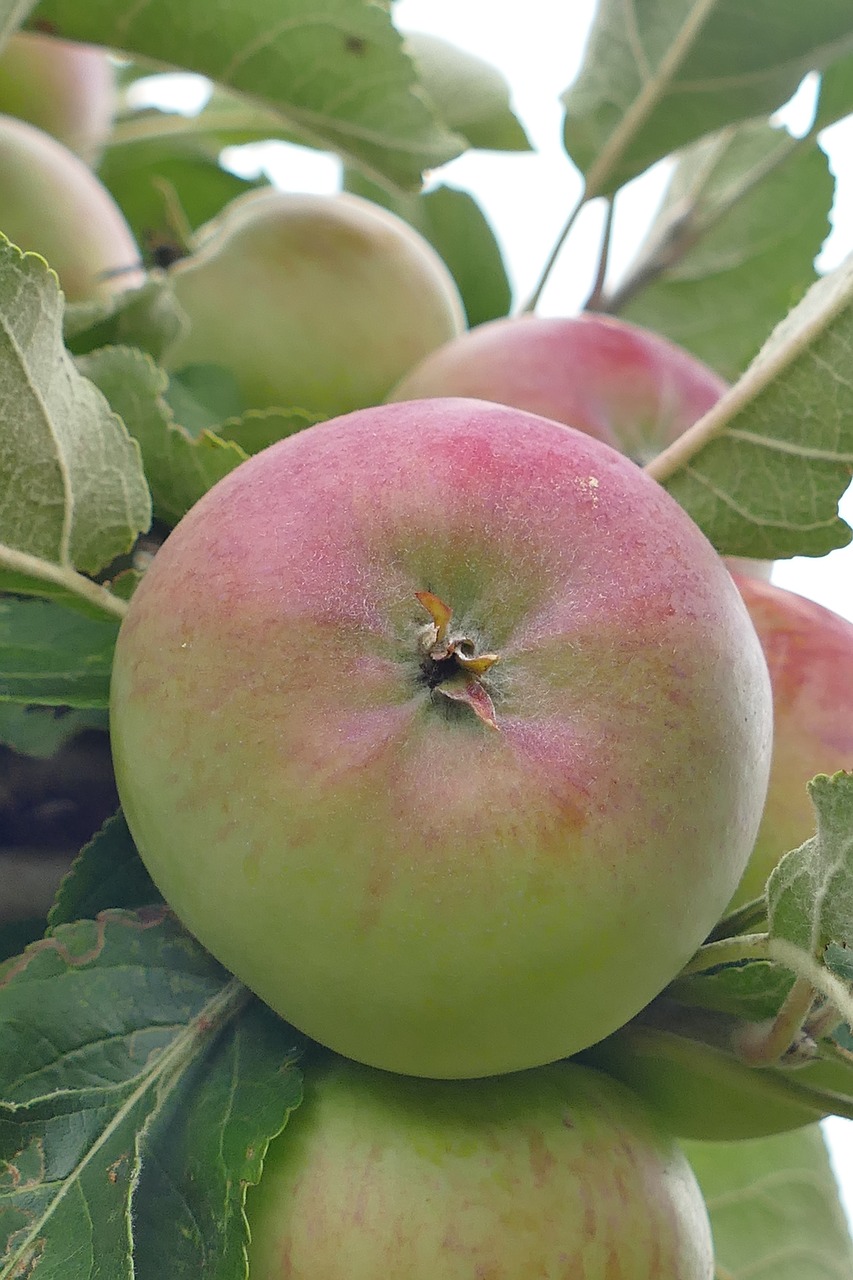 apple tree fruit free photo