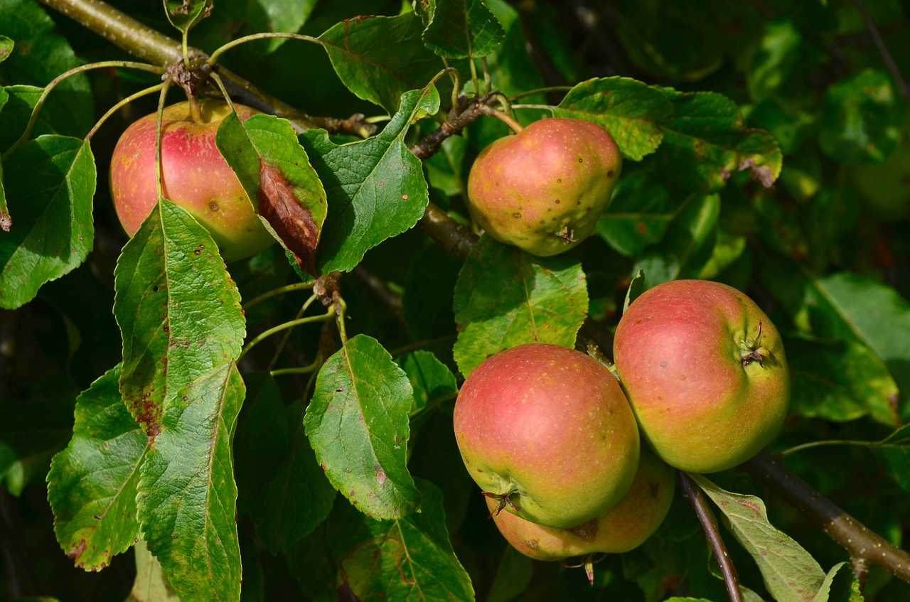 apple apple tree fruit free photo