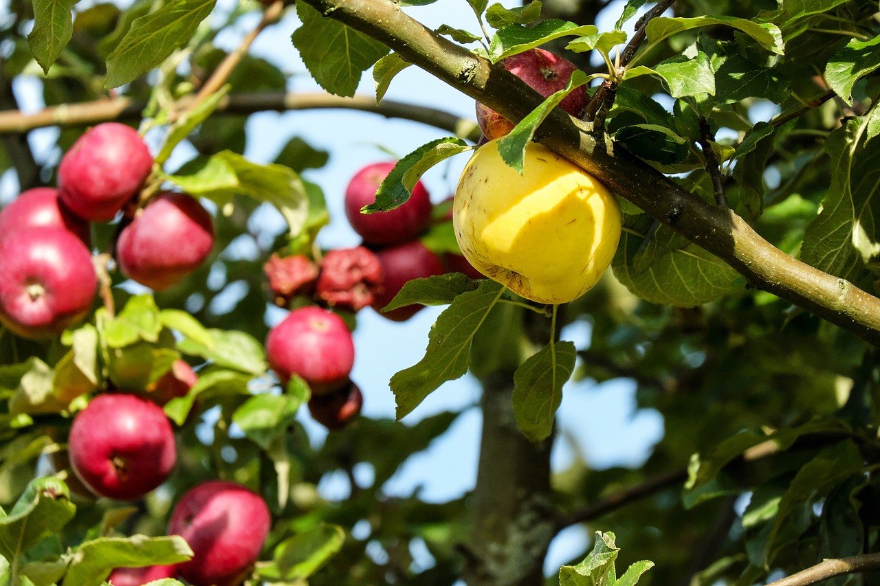 apple fruit red free photo