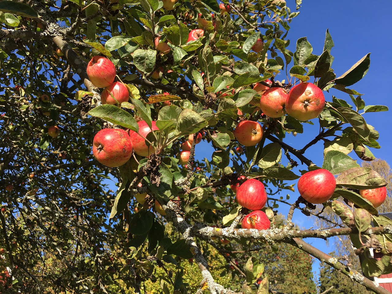 apple apple tree autumn free photo