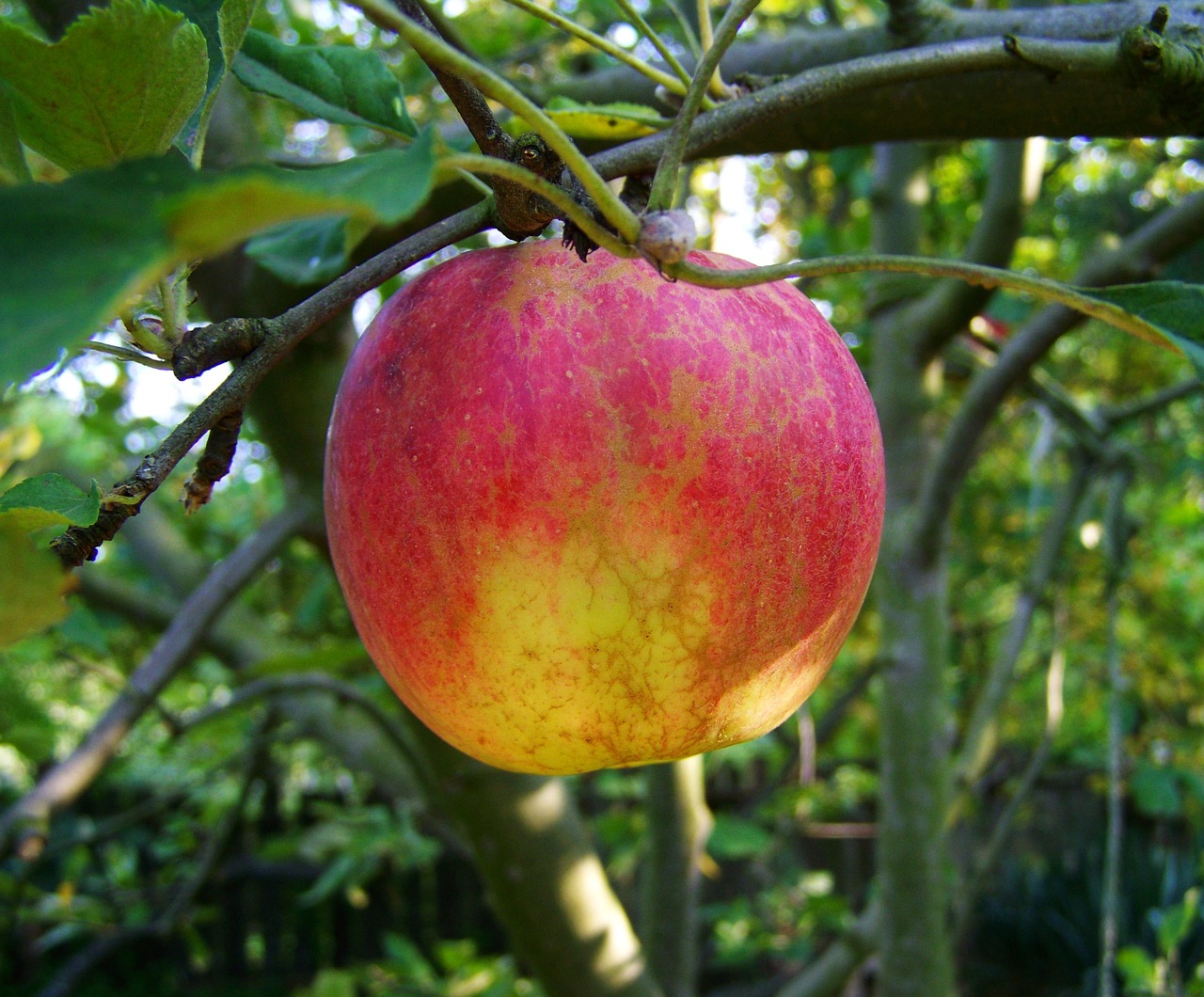 apple ripe fruit red and yellow apple free photo