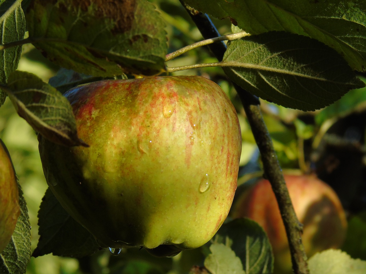 apple apple tree autumn free photo