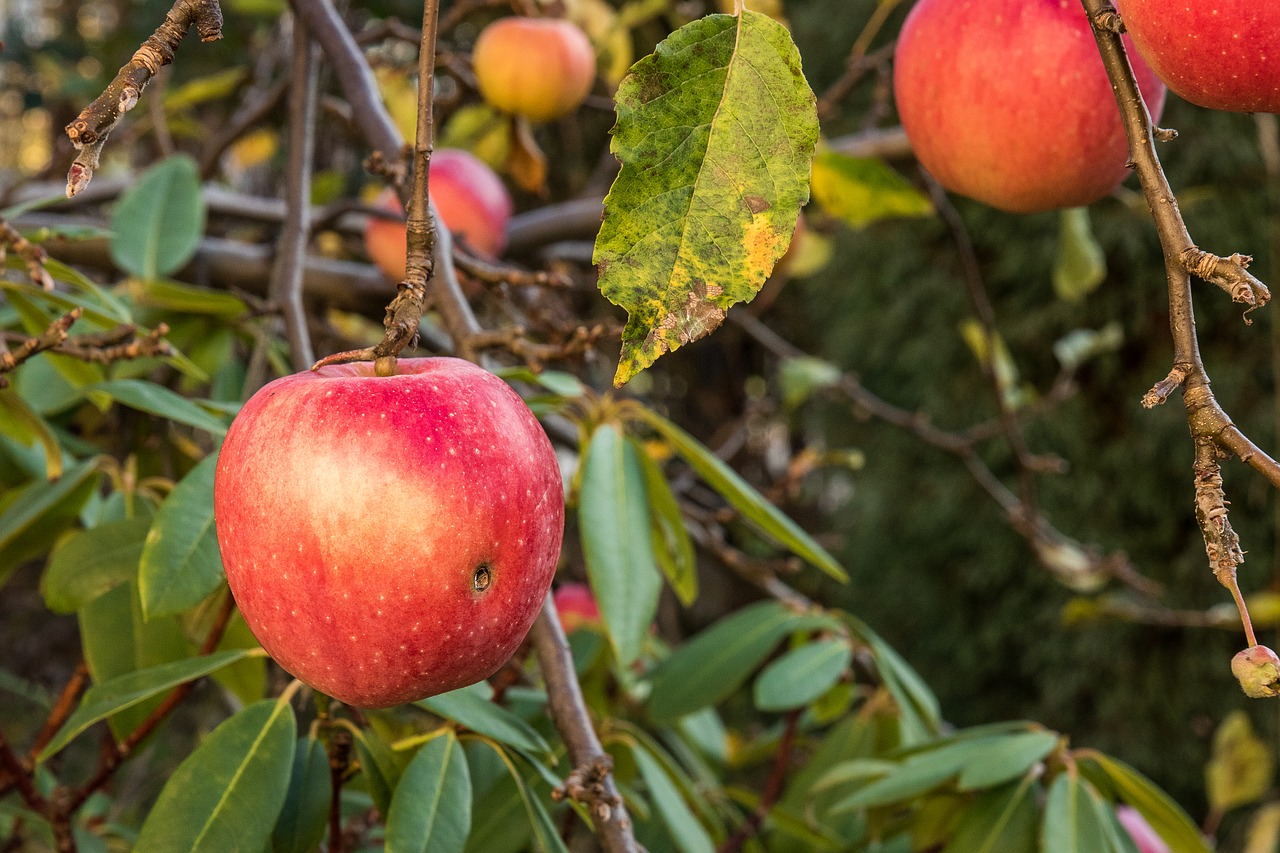 apple branch with apples apples free photo