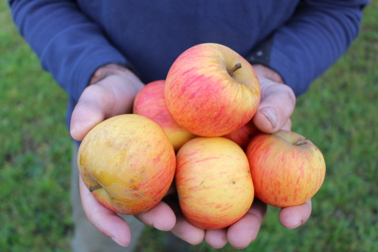 apple agriculture fruit free photo