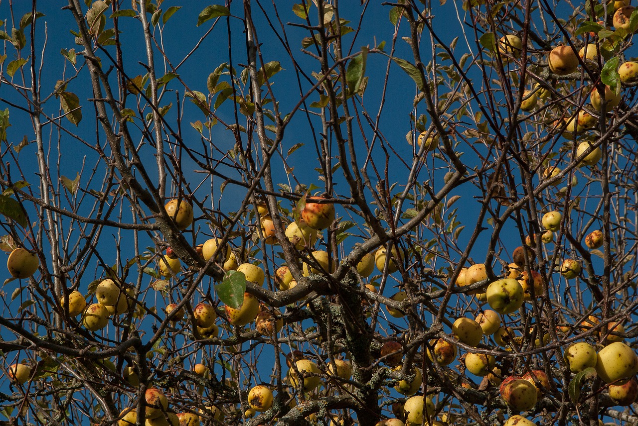 apple apples cider free photo