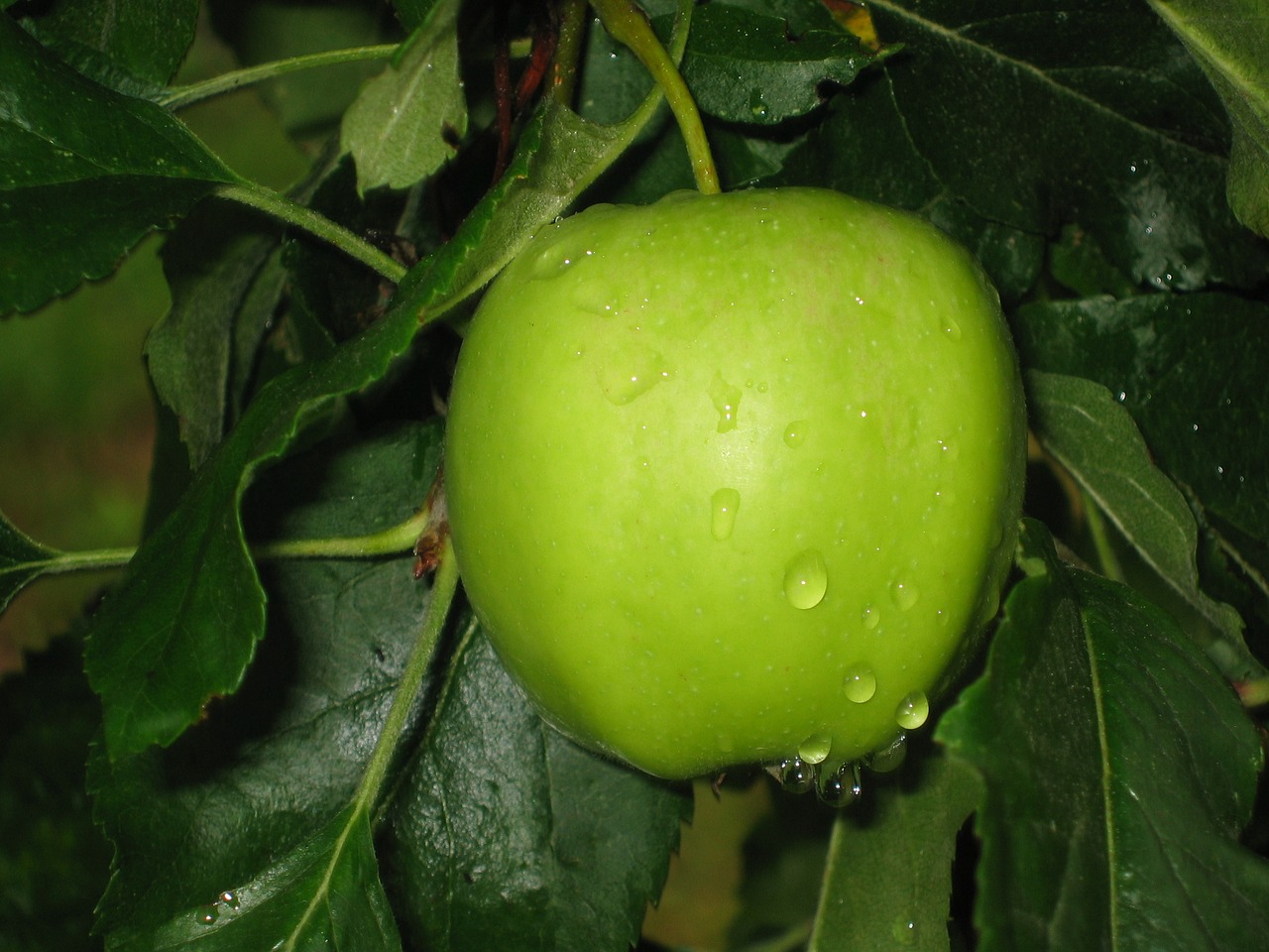 apple sour green free photo