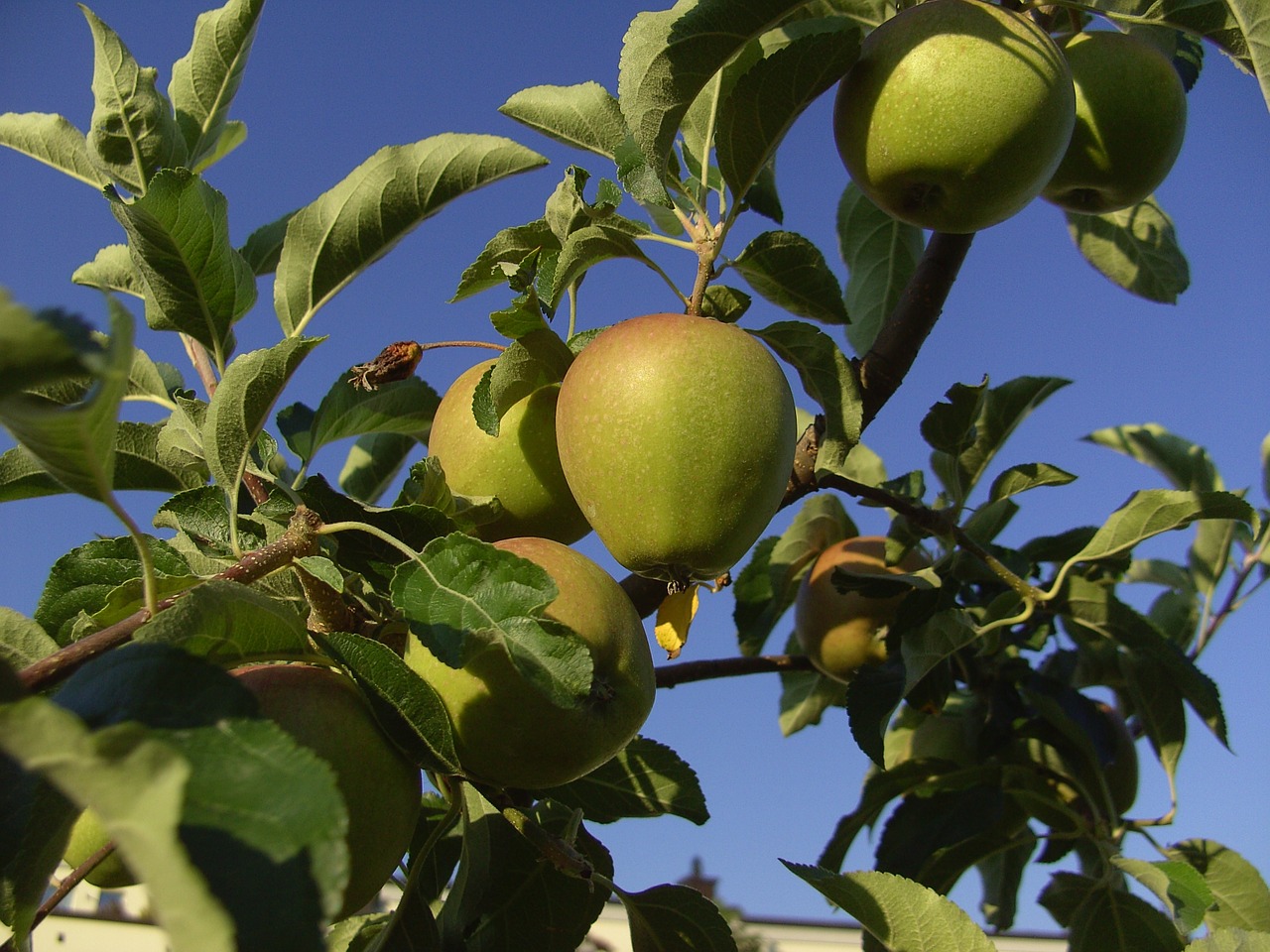 apple tree apple tree free photo