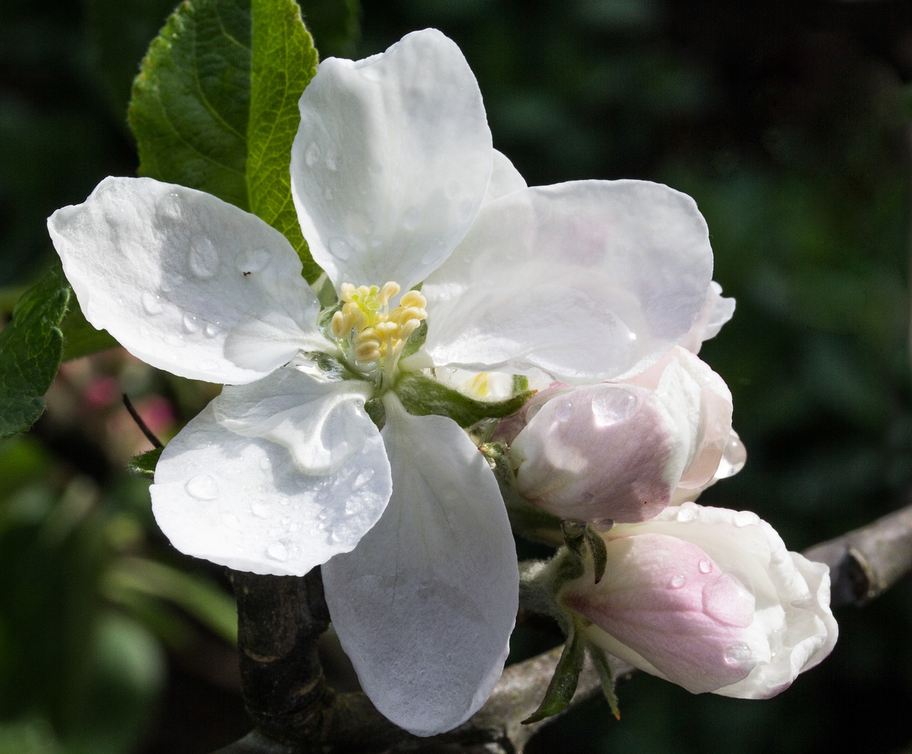 apple blossom flower free photo