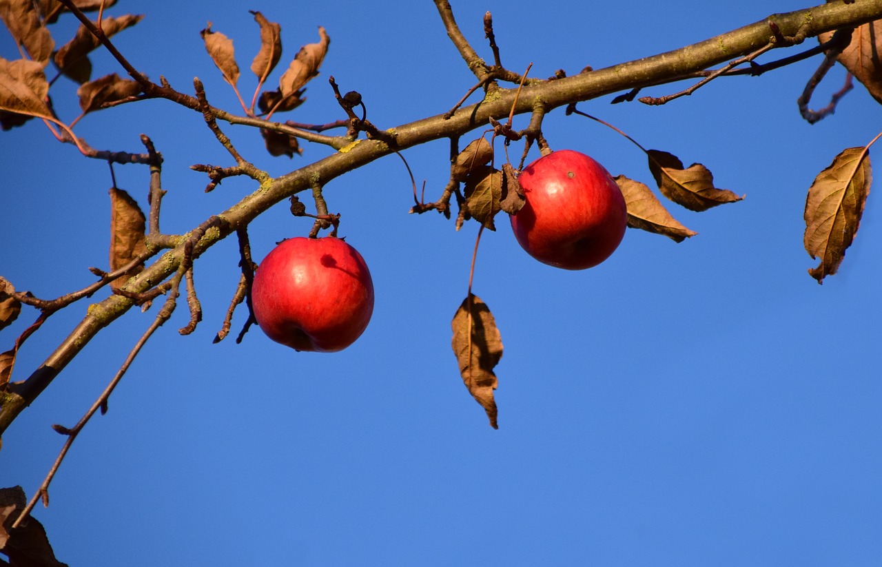 apple apple tree fruit free photo