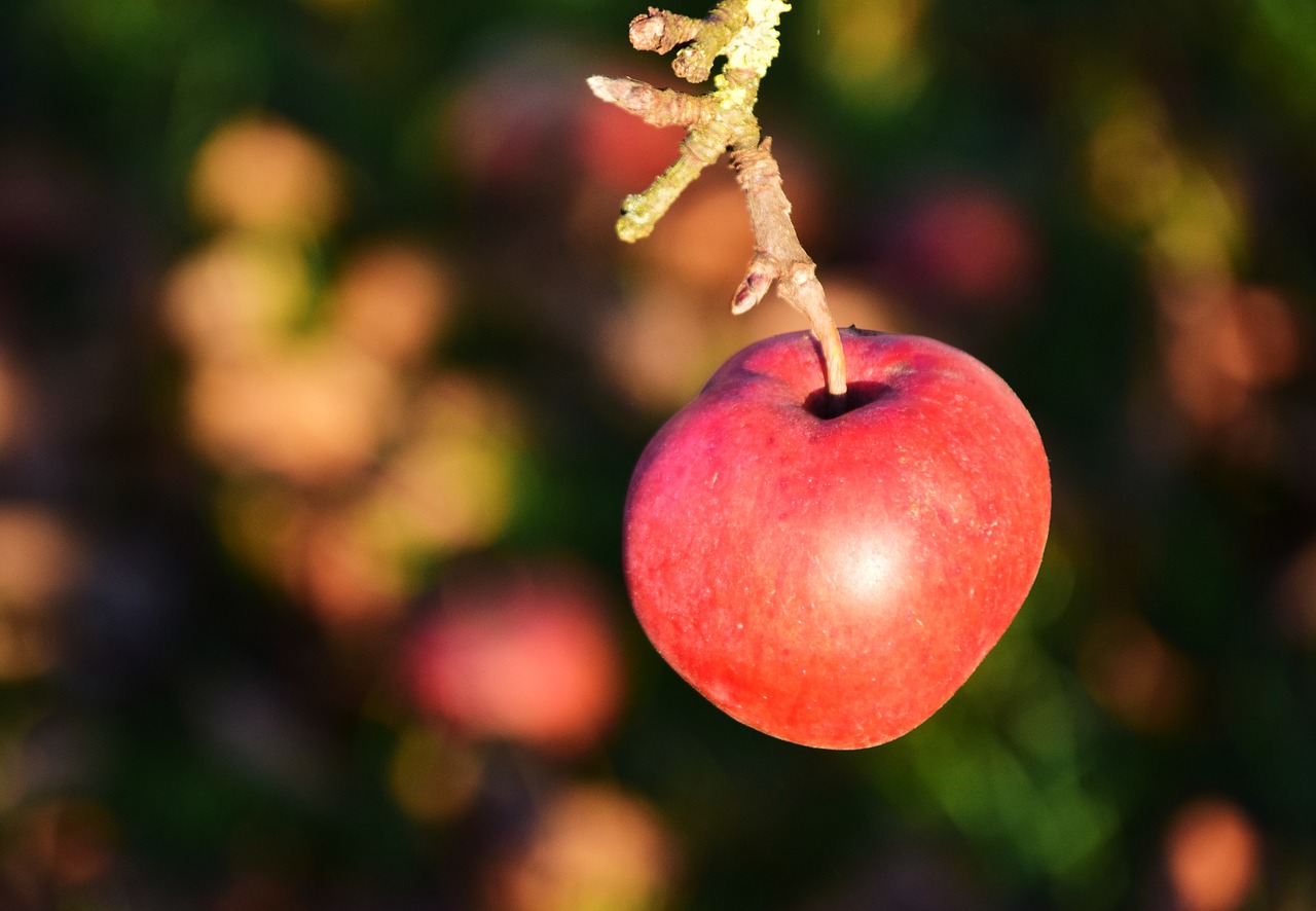 apple apple tree fruit free photo