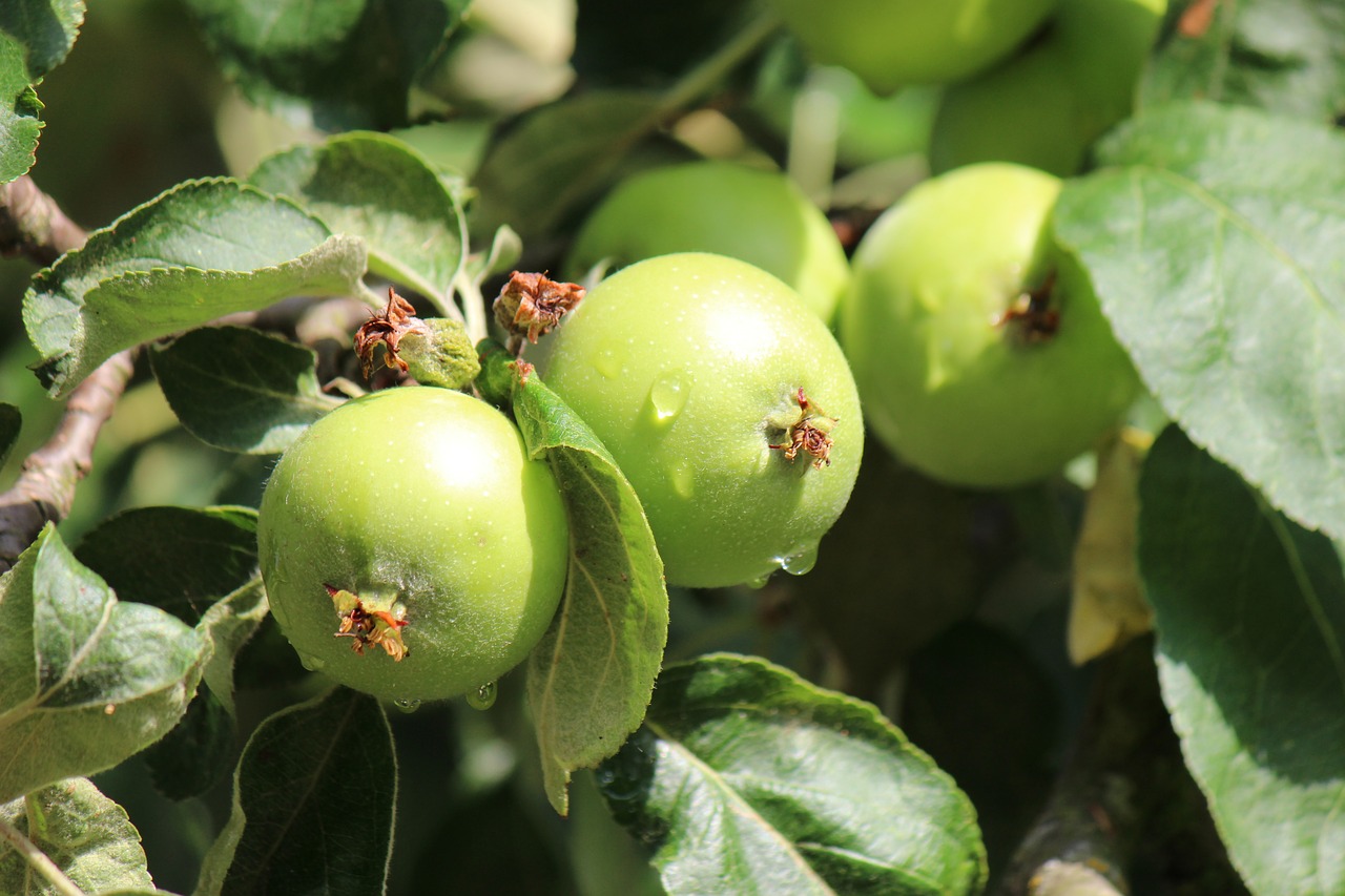 apple fruit fruits free photo