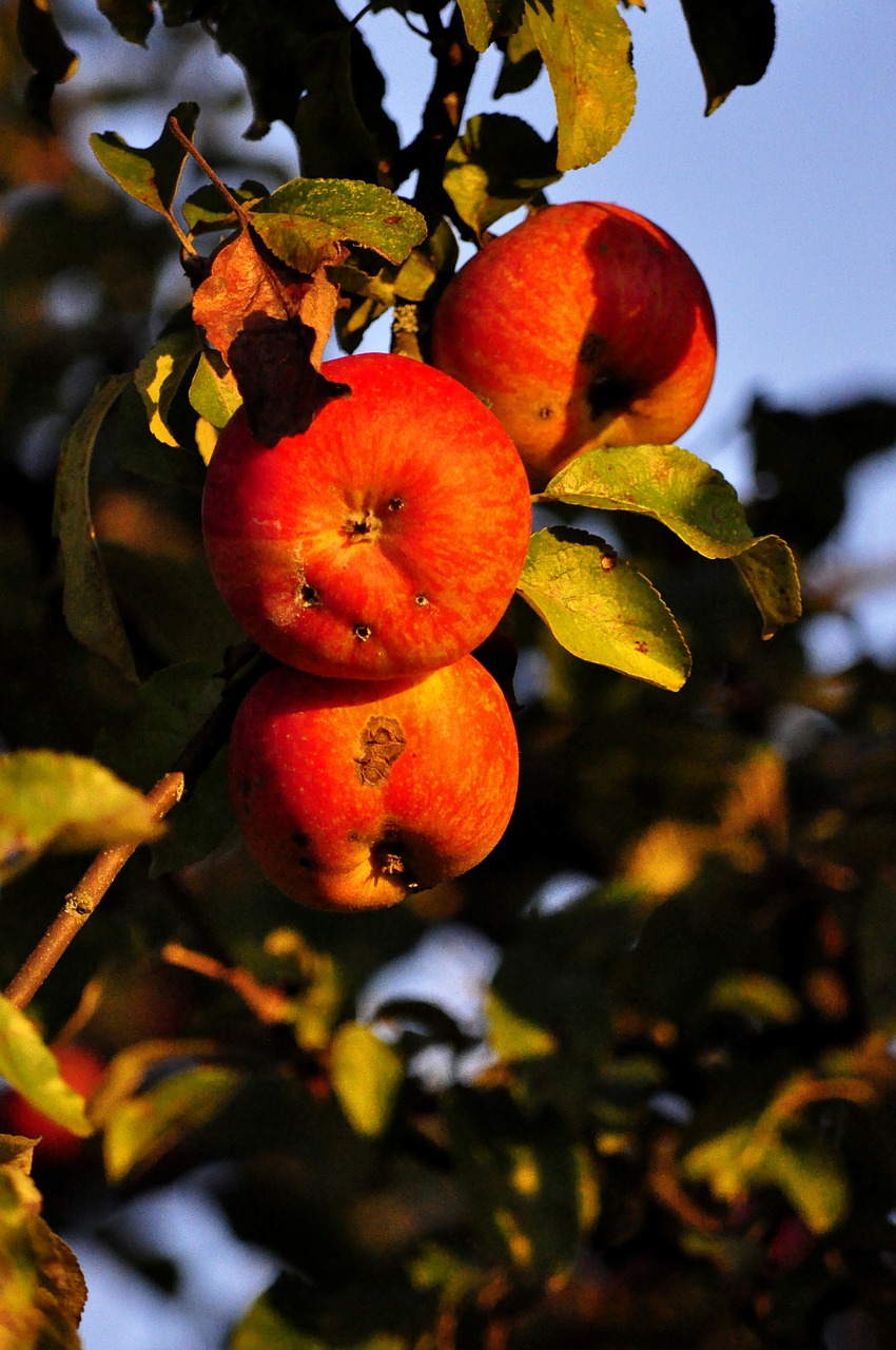 apple fruit autumn free photo