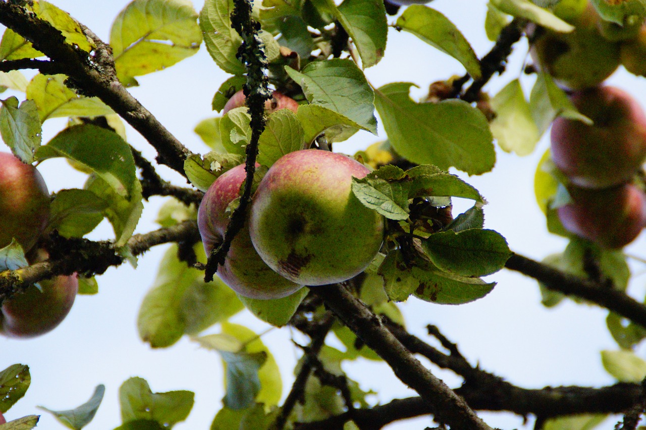 apple apple tree fruit free photo