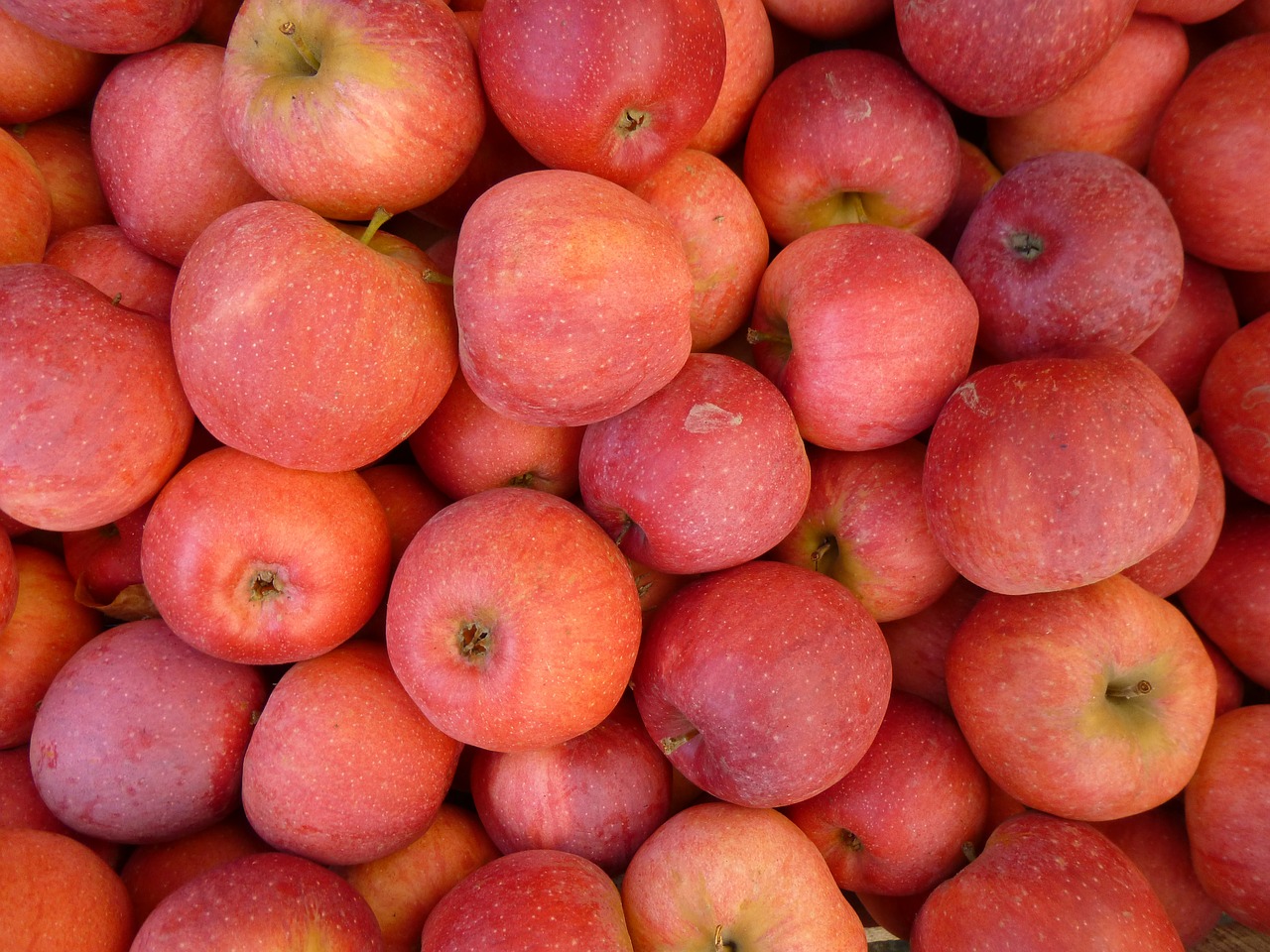 apple fruit still life free photo