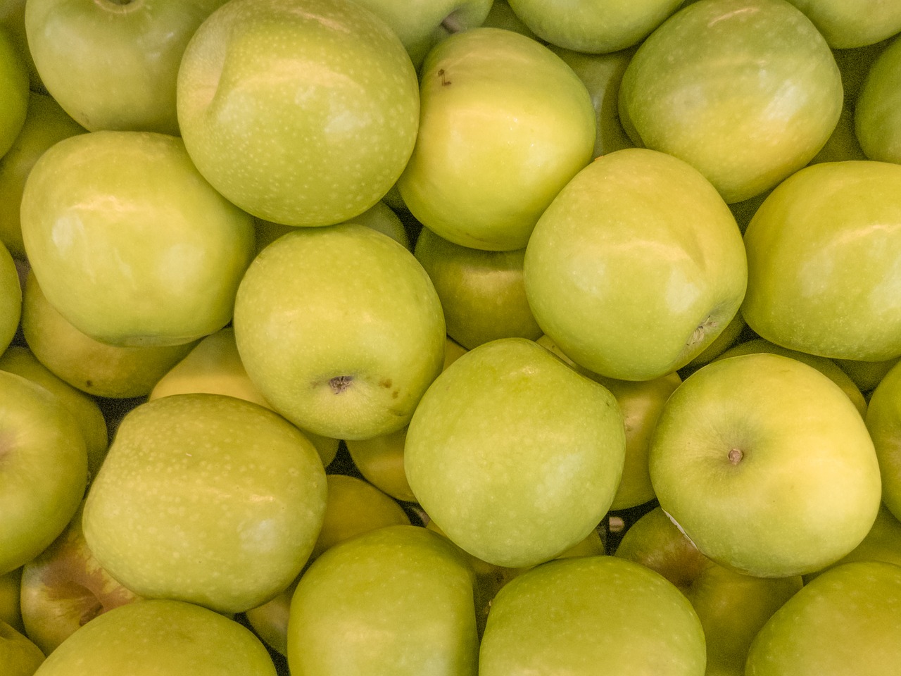 apple green plants free photo