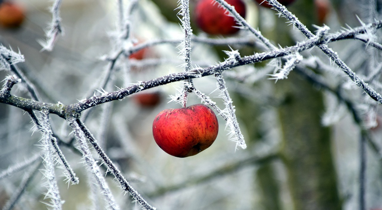 apple frost cold free photo
