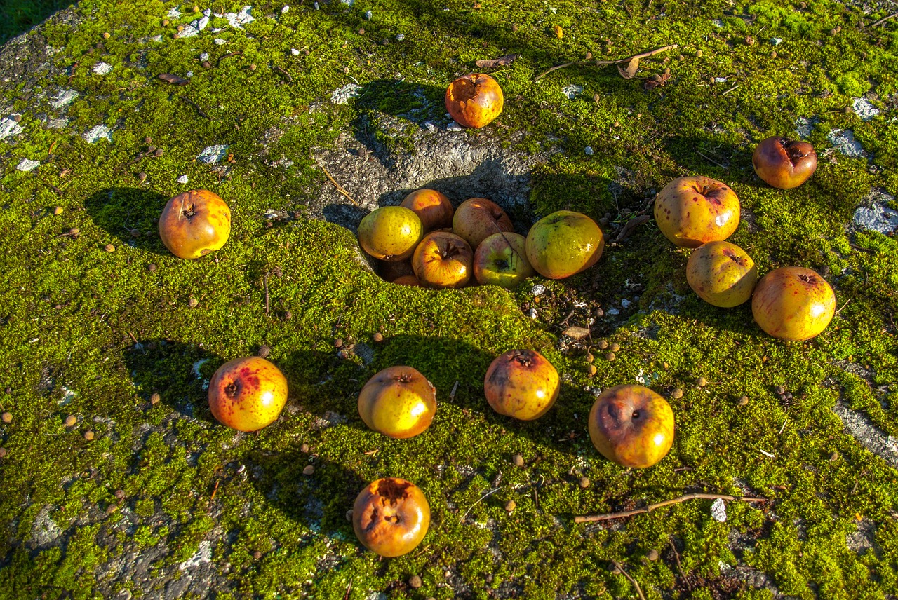 apple fruit lichen free photo