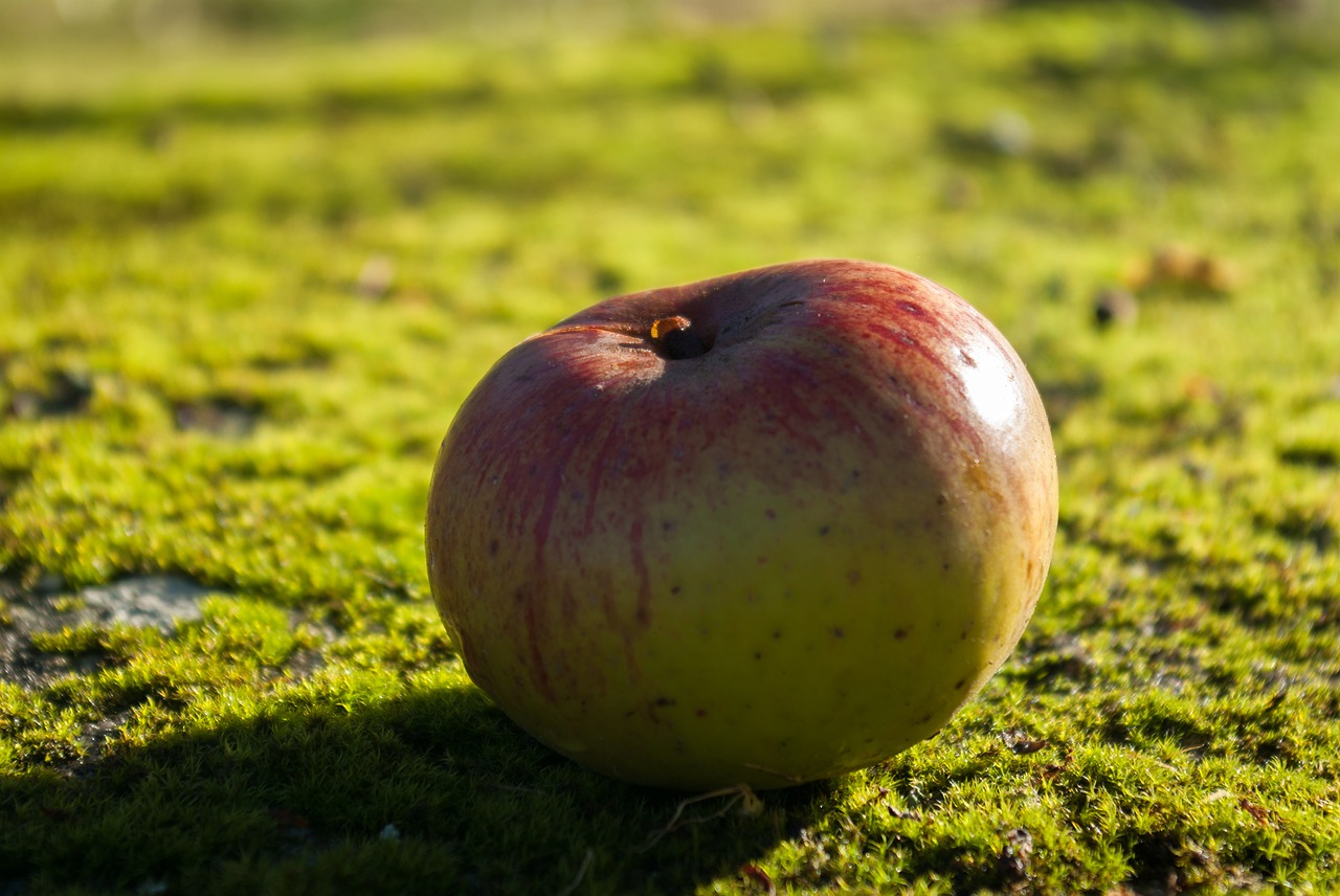 apple fruit moss free photo